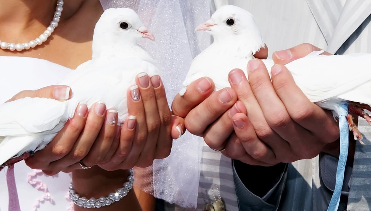 Contact Dove Actually for dove release prices in Surrey