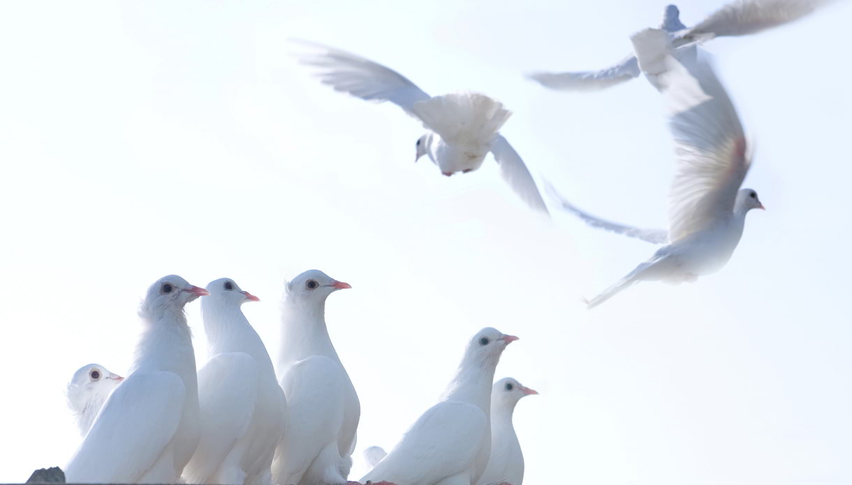 Celebrate your event in style with a unique dove release package in Surrey