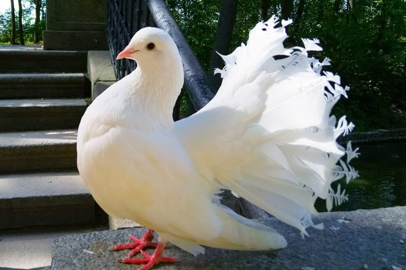 Dove release for weddings in Surrey