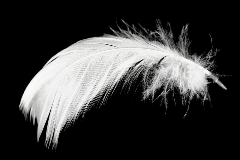 Dove release for funerals in Surrey