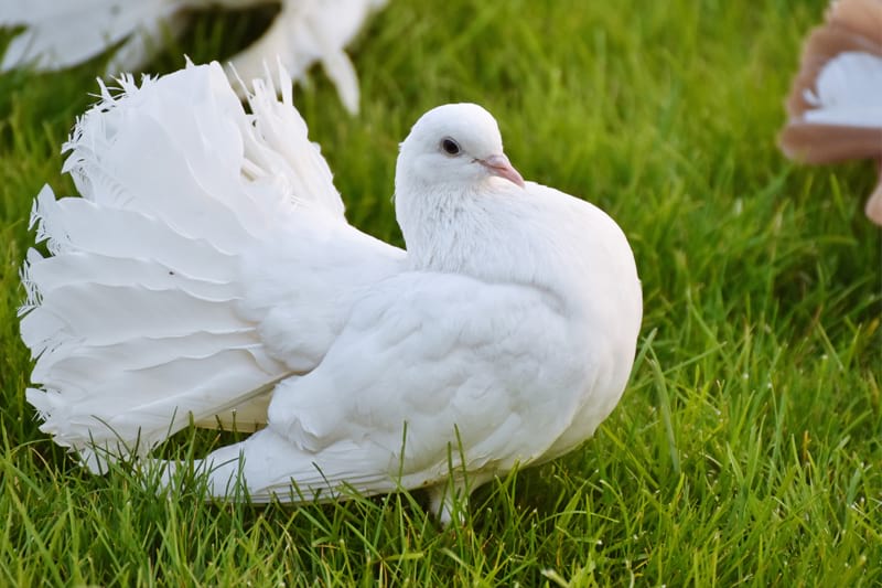 Releasing doves for weddings in Surrey