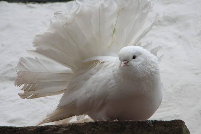 Wedding dove release in Surrey